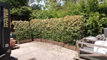 AKTION - Feuerdorn | H. 155 x H. 120 cm (5 Stück verfügbar)